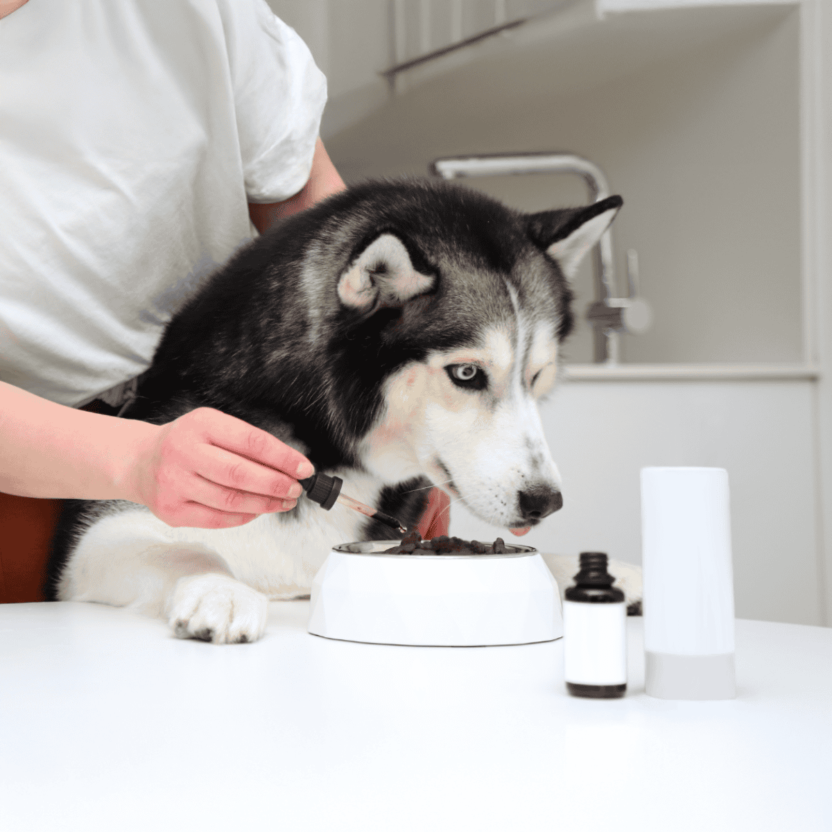 Husky getting vet care and treatment at a modern clinic. Professional veterinary services for healthy, happy dogs.