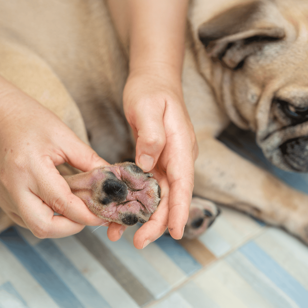 Close-up of veterinarian gently examining a sleeping puppy's paw for injuries.