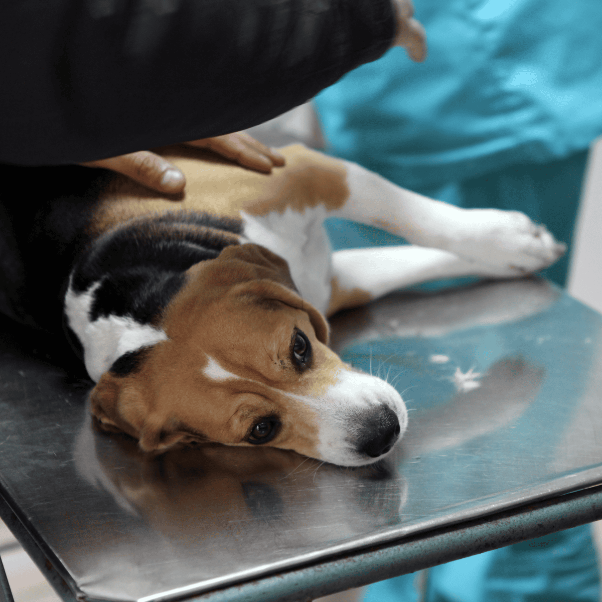 Adorable beagle puppy lying on a metal examination table at the vet clinic.