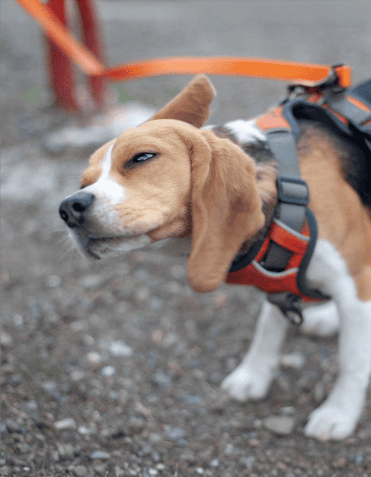 Playful beagle wearing orange harness outdoors.
