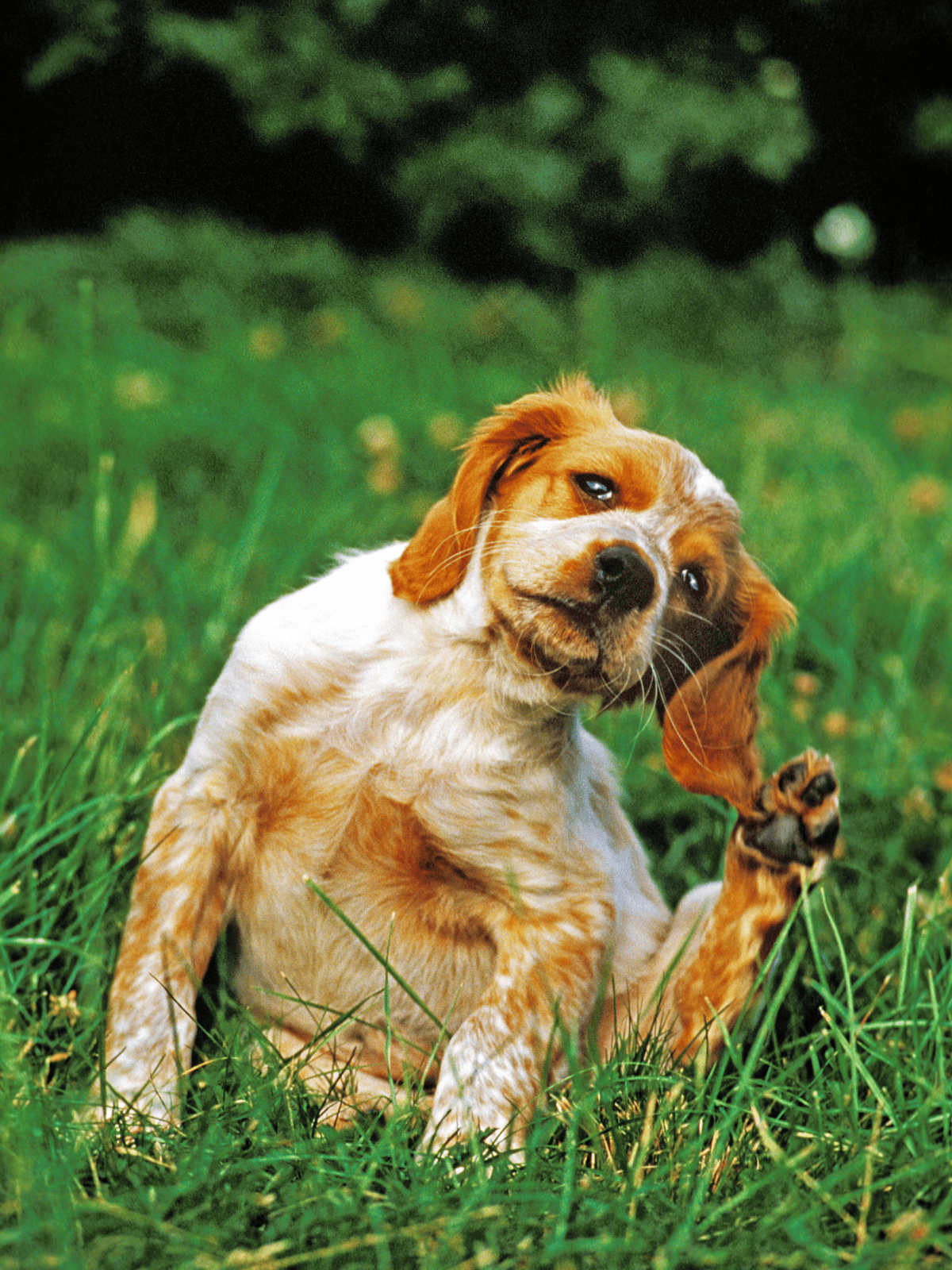 Adorable dog puppy with floppy ears sitting on lush green grass for outdoor play and pet care photos.