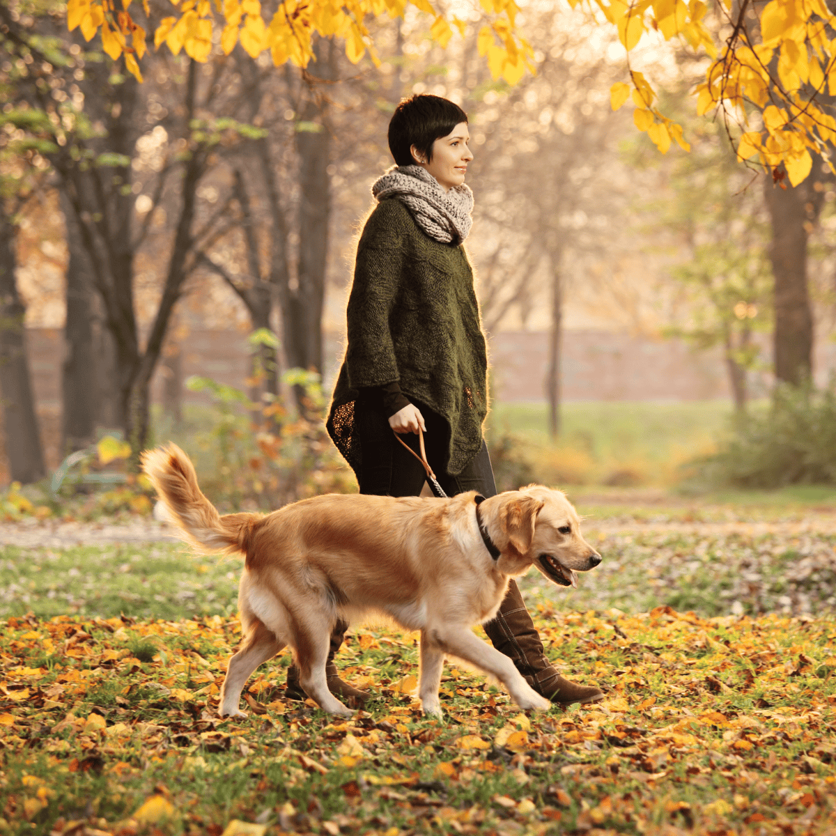 Dog walking in fall, woman with dog, outdoor pet care, autumn pet walk, golden retriever, pet companionship, outdoor dog activity, Dogfix.com.