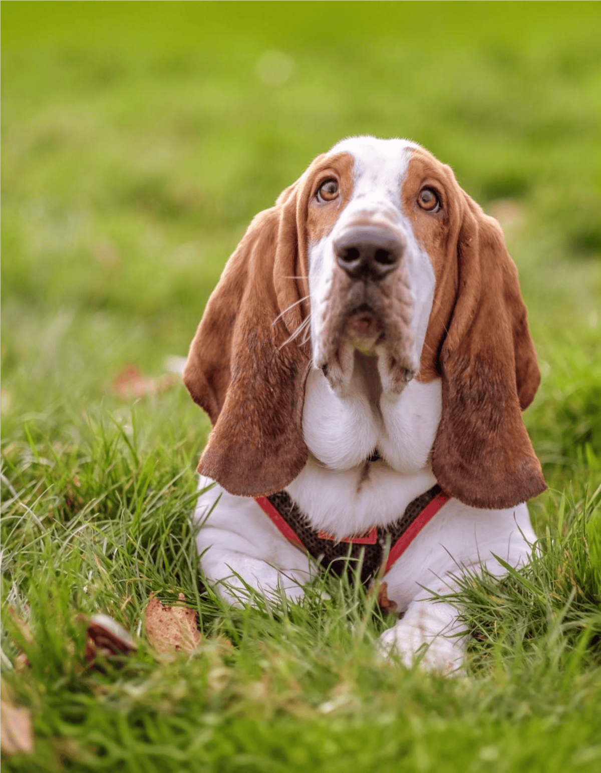 Close-up of adorable Basset Hound puppy lying on green grass outdoors.