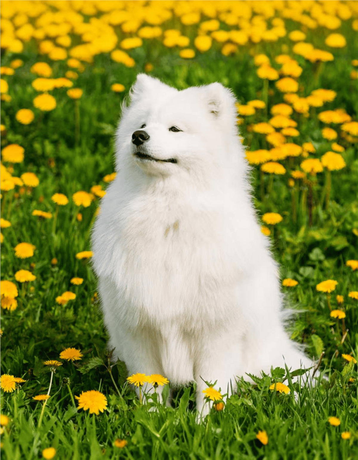 Cute white dog in a blooming garden with yellow flowers, sunny outdoor setting.