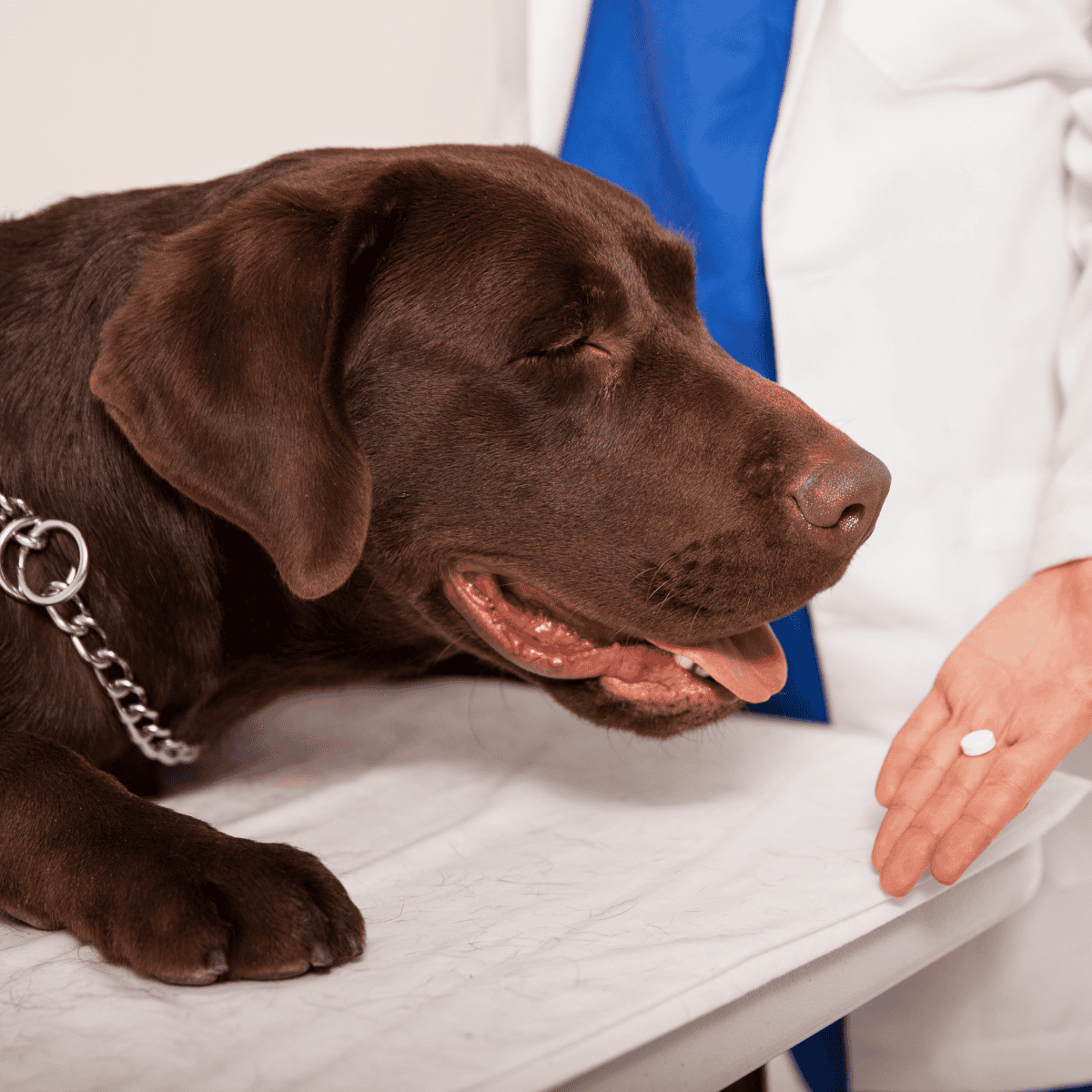 Dog lying on veterinary table during health consultation.