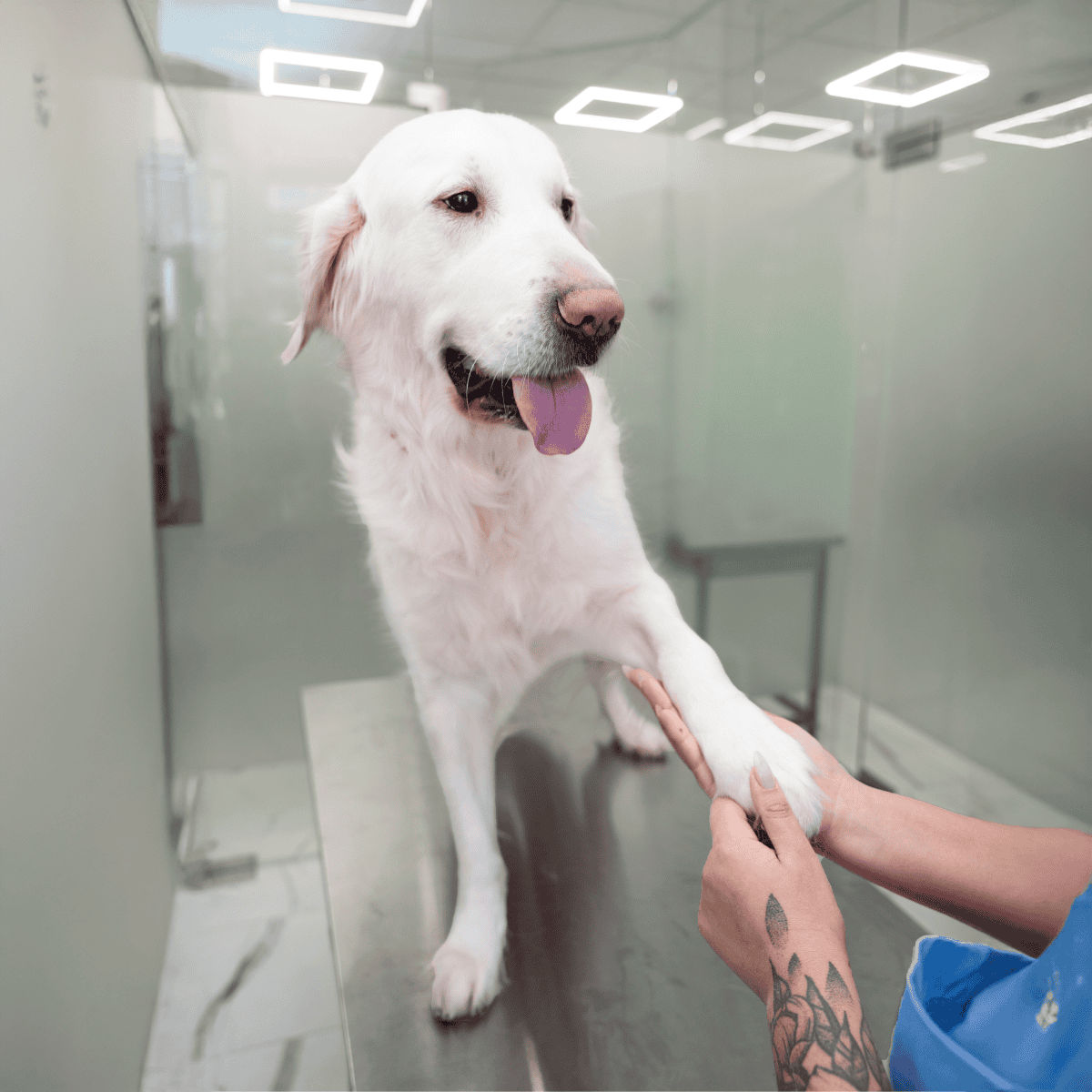 Friendly White Labrador at a Shelter for Dog Adoption and Veterinary Care.