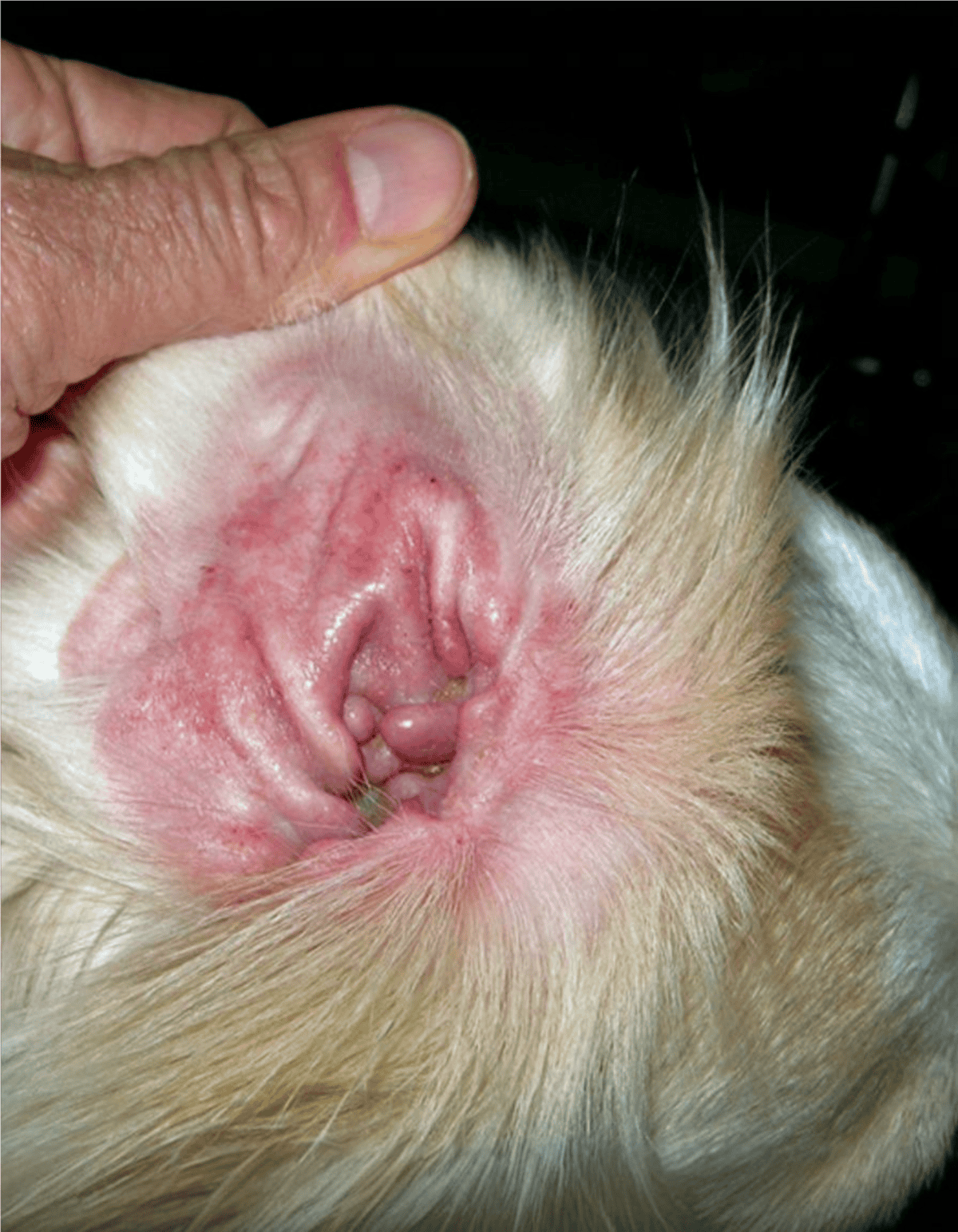 Close-up of a dog's ear showing redness, inflammation, and signs of infection.