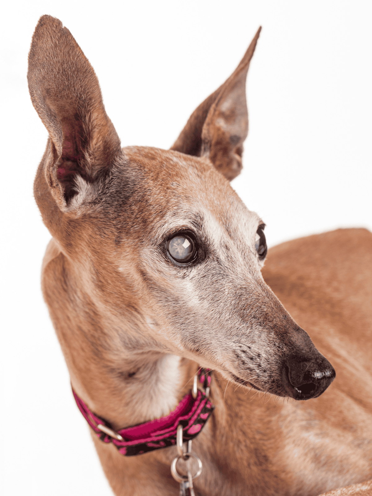 Adorable Italian Greyhound looking for a loving home.