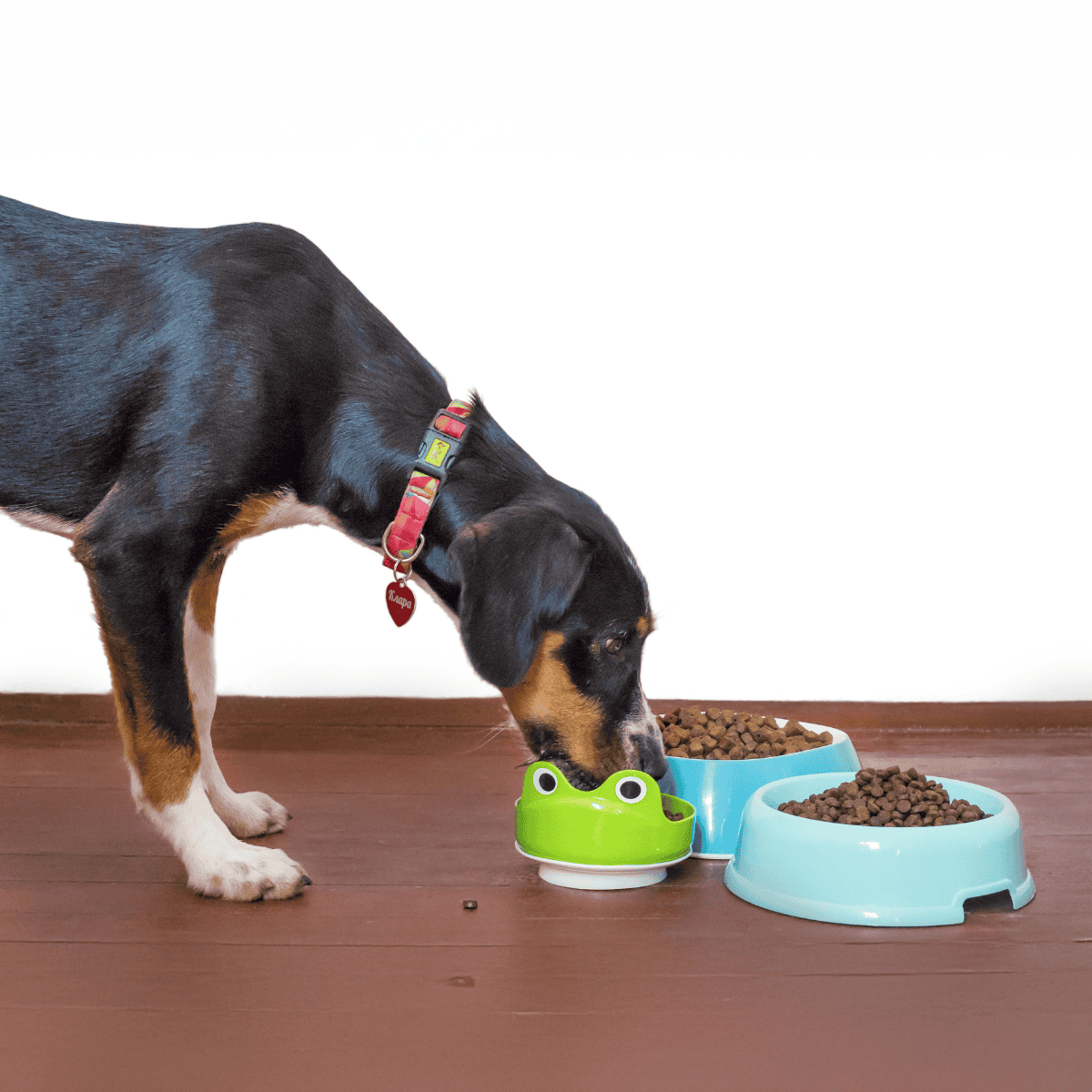 Cute dog enjoying meal with fun animal-shaped pet bowl.