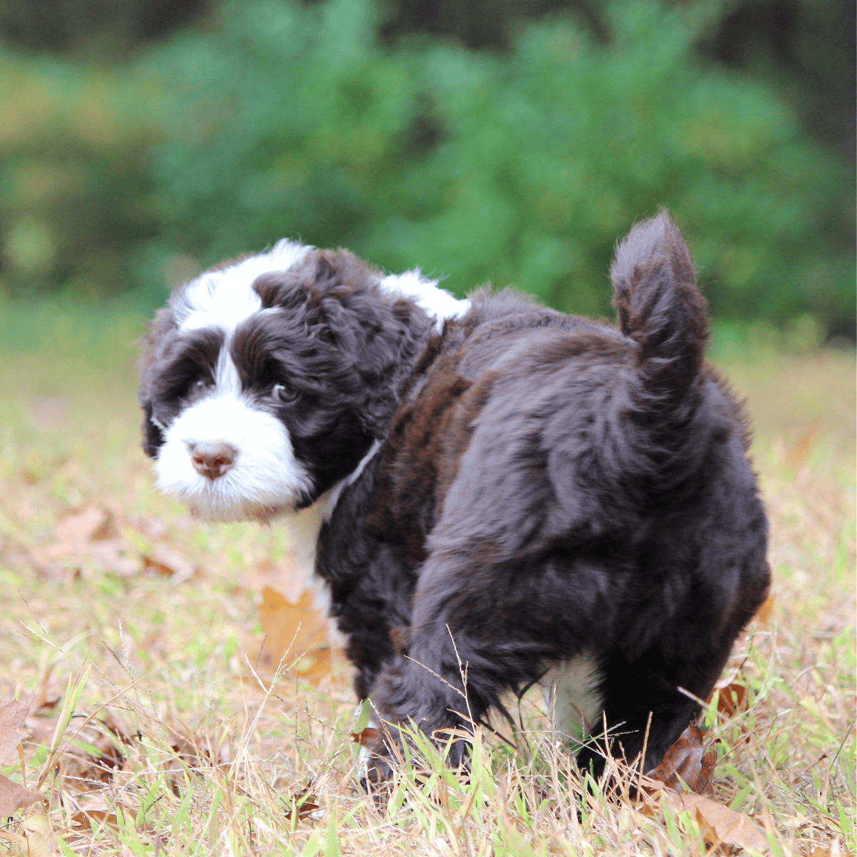 Cute border collie puppy exploring grassy area with blurred green background.