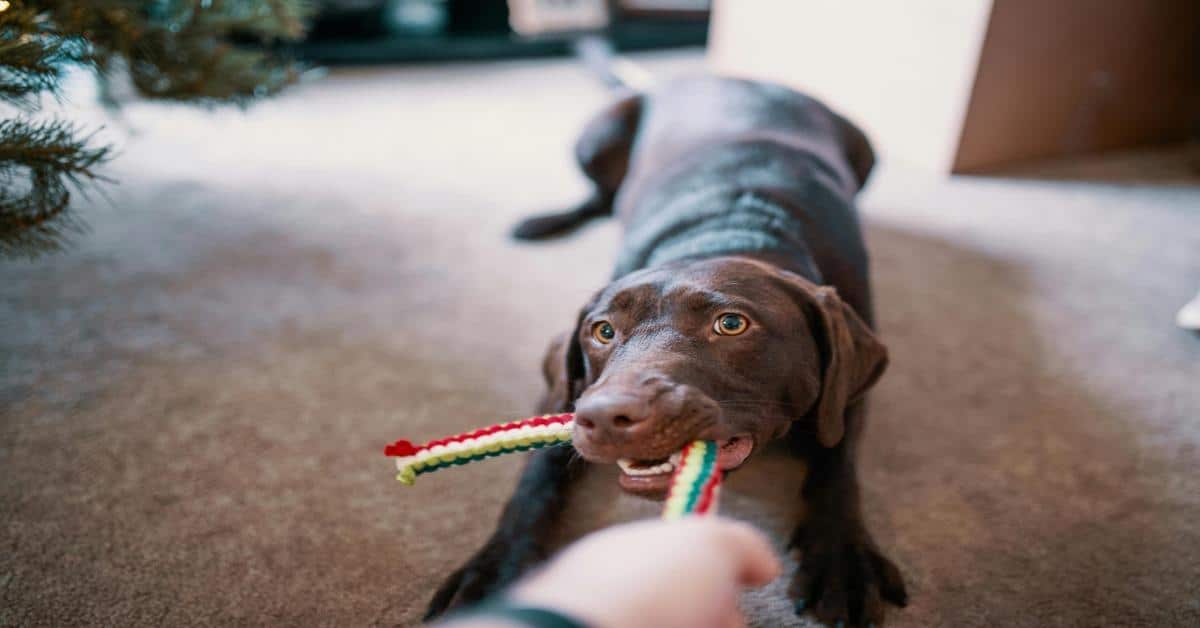 Dog playing with colorful chew toy on carpet.