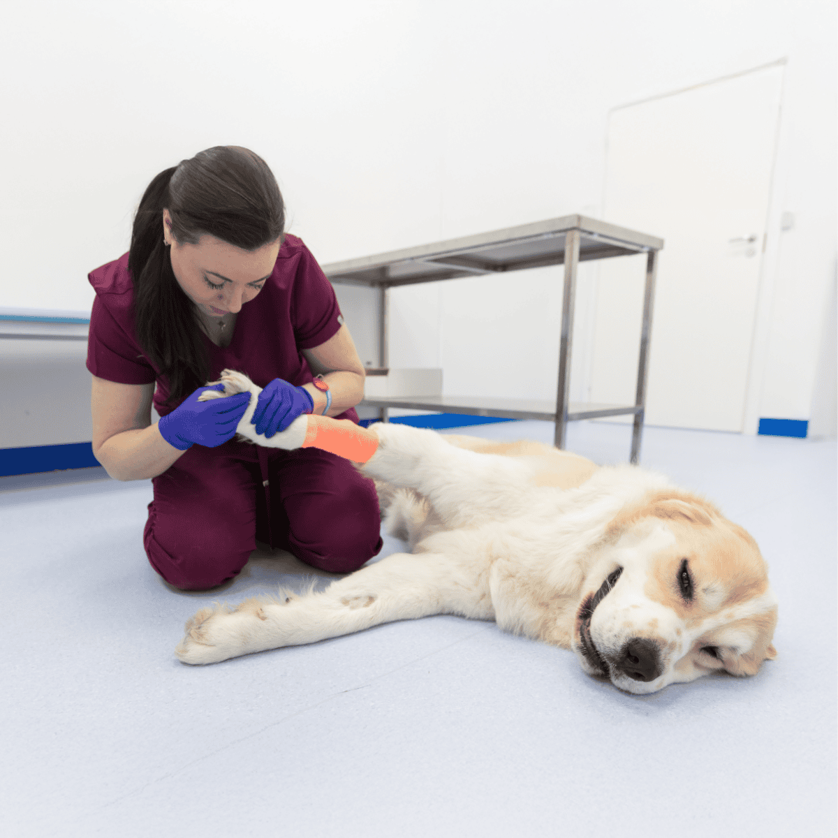 Veterinarian administering emergency treatment to a dog.