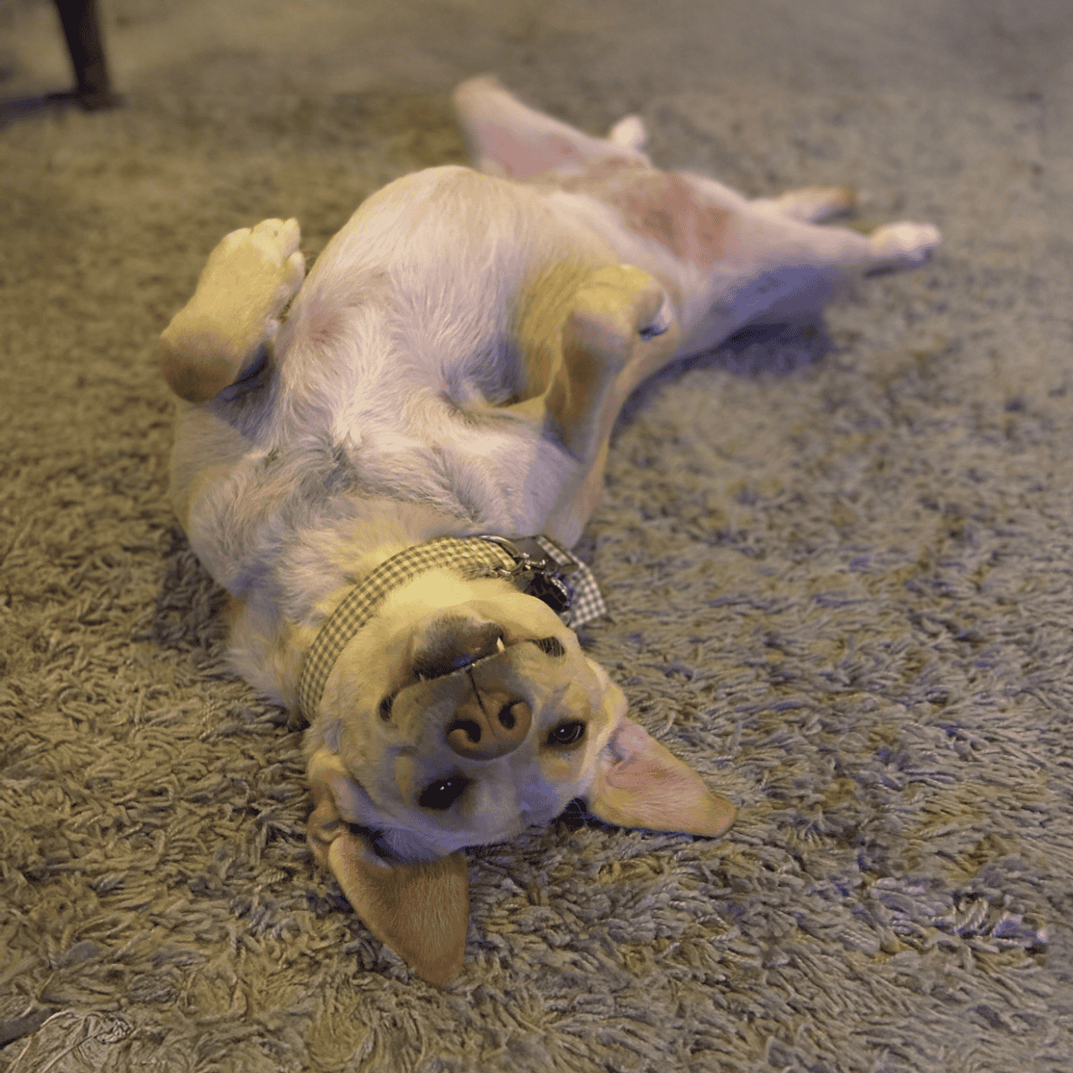 Adorable dog relaxing on a soft carpet, belly up and looking cheerful.