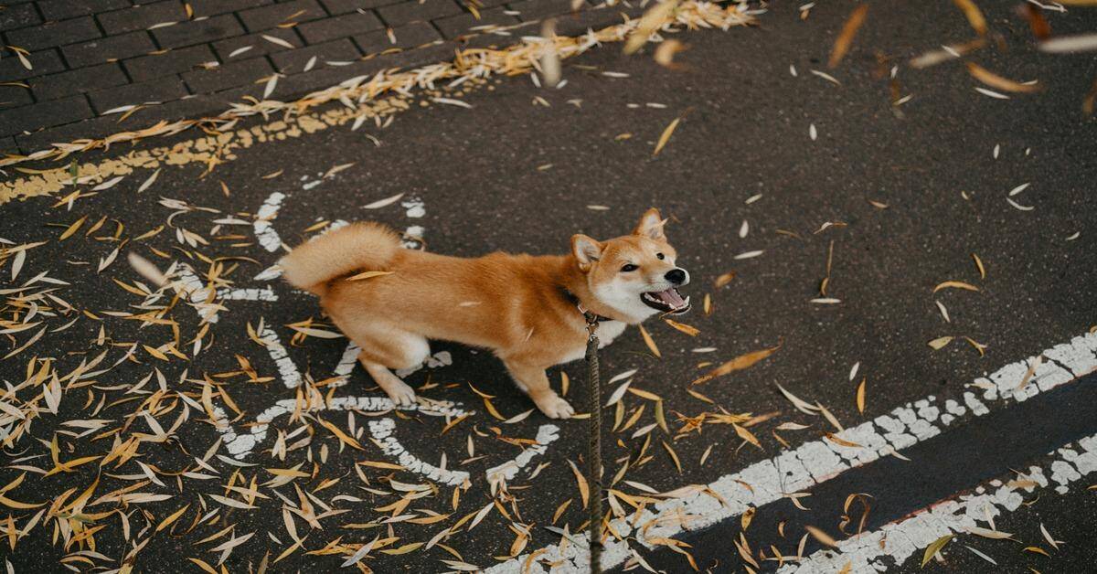 Adorable Shiba Inu enjoying outdoor walk amid autumn leaves on pavement.