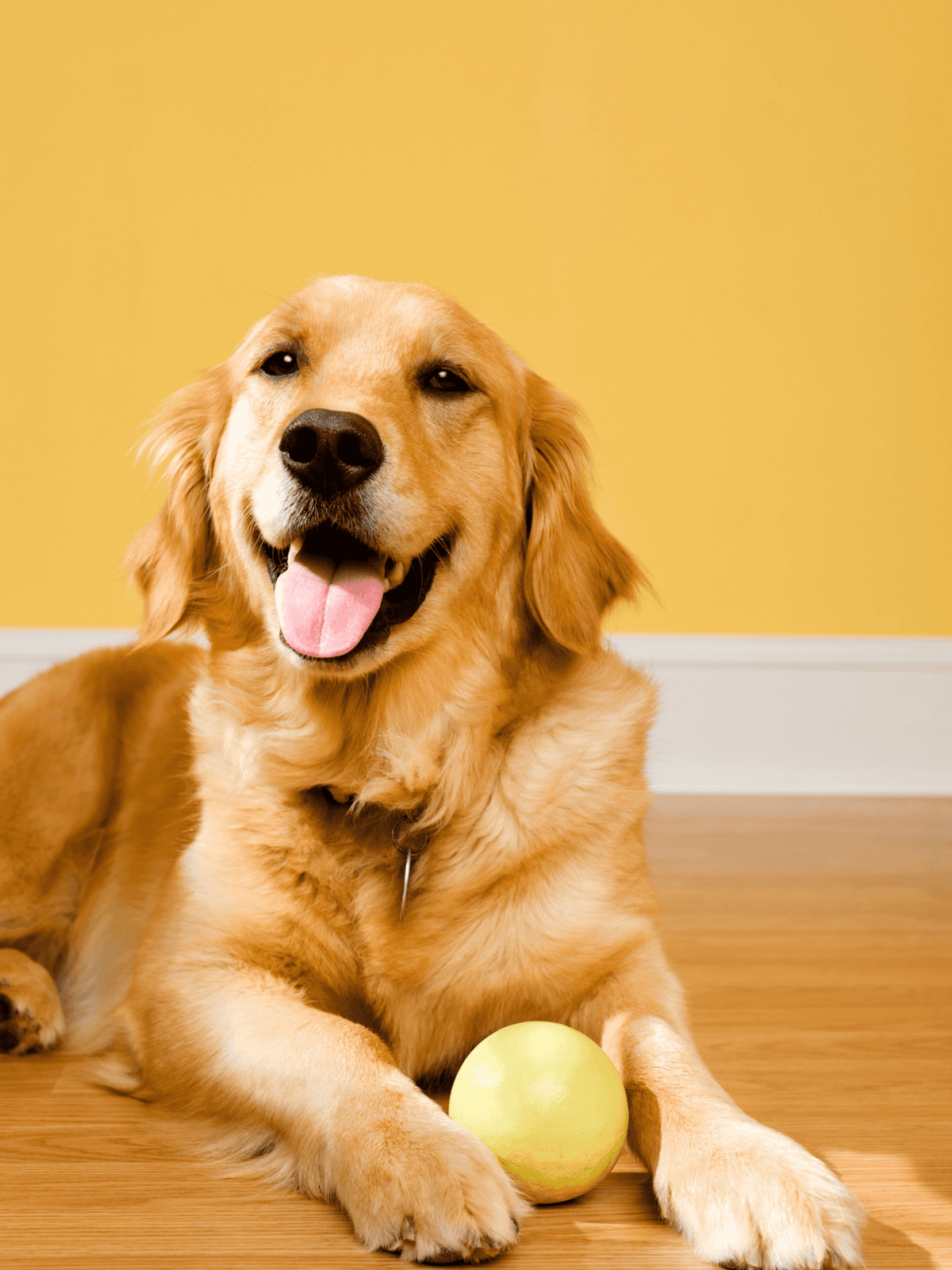 Labrador Retriever lying on wooden floor with green ball in front, smiling indoors.