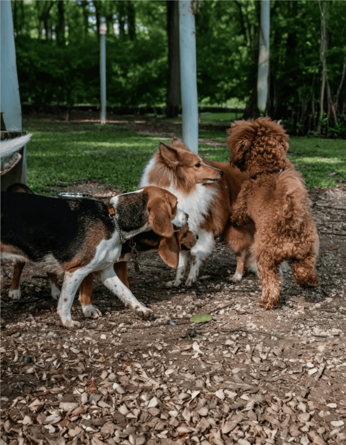 Adorable dogs socializing at a park, enjoying a sunny day on nature trails.