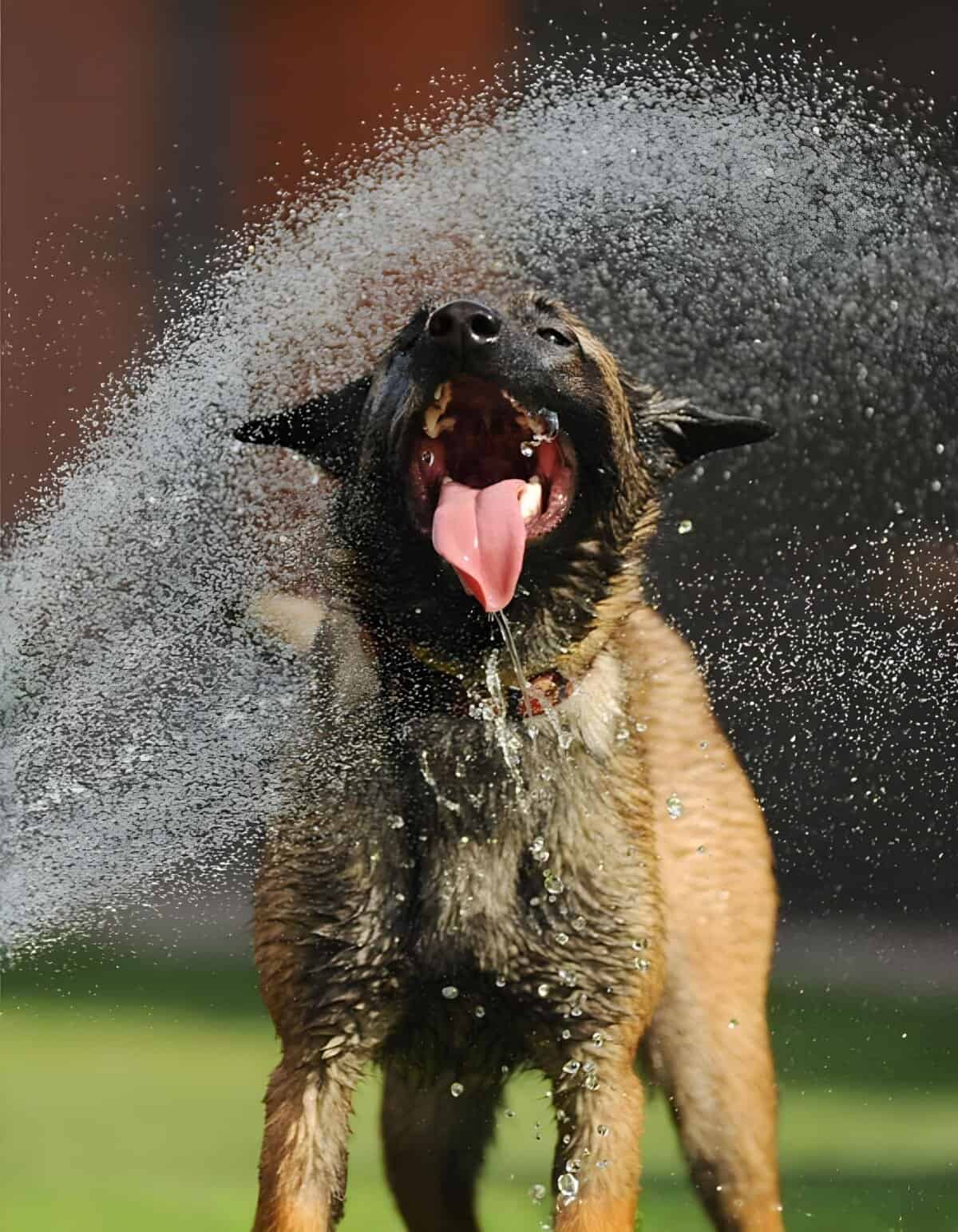 Happy German Shepherd dog playing in water, splashing and having fun.