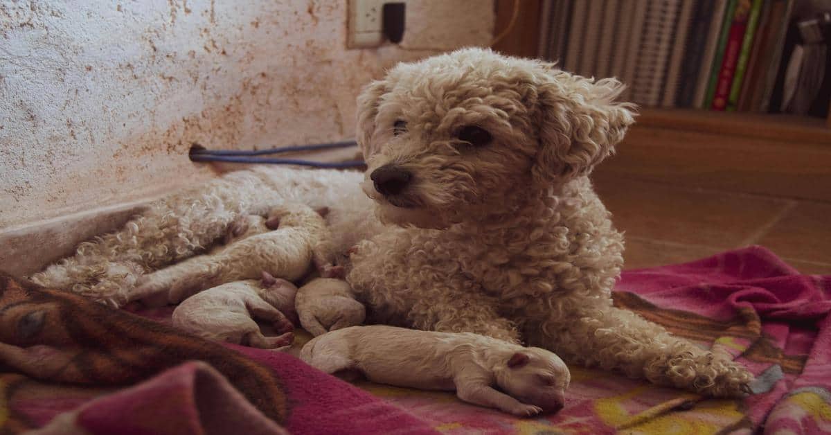 Adorable curly-haired puppy caring for newborn puppies indoors.
