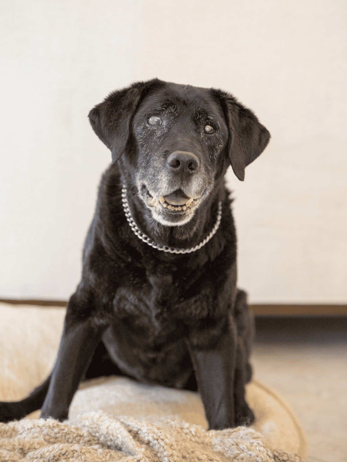 Older black Labrador with a happy expression.