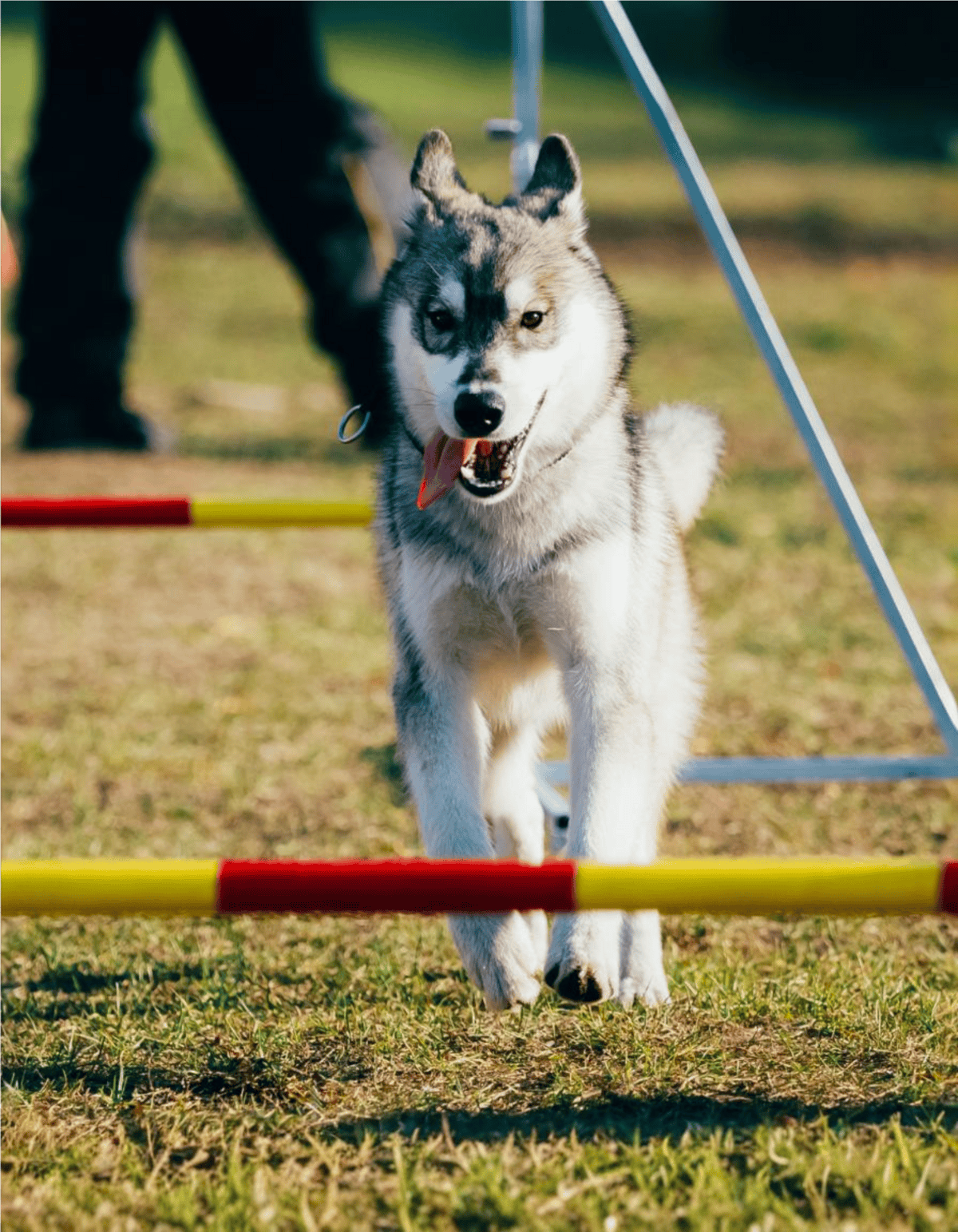 Husky participating in dog agility training on a course with jumps and hurdles outdoors.