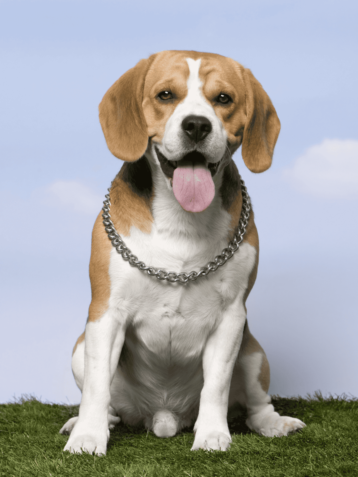 Happy beagle dog sitting outdoors on green grass, wearing a silver chain collar, with a cheerful expression and tongue out.