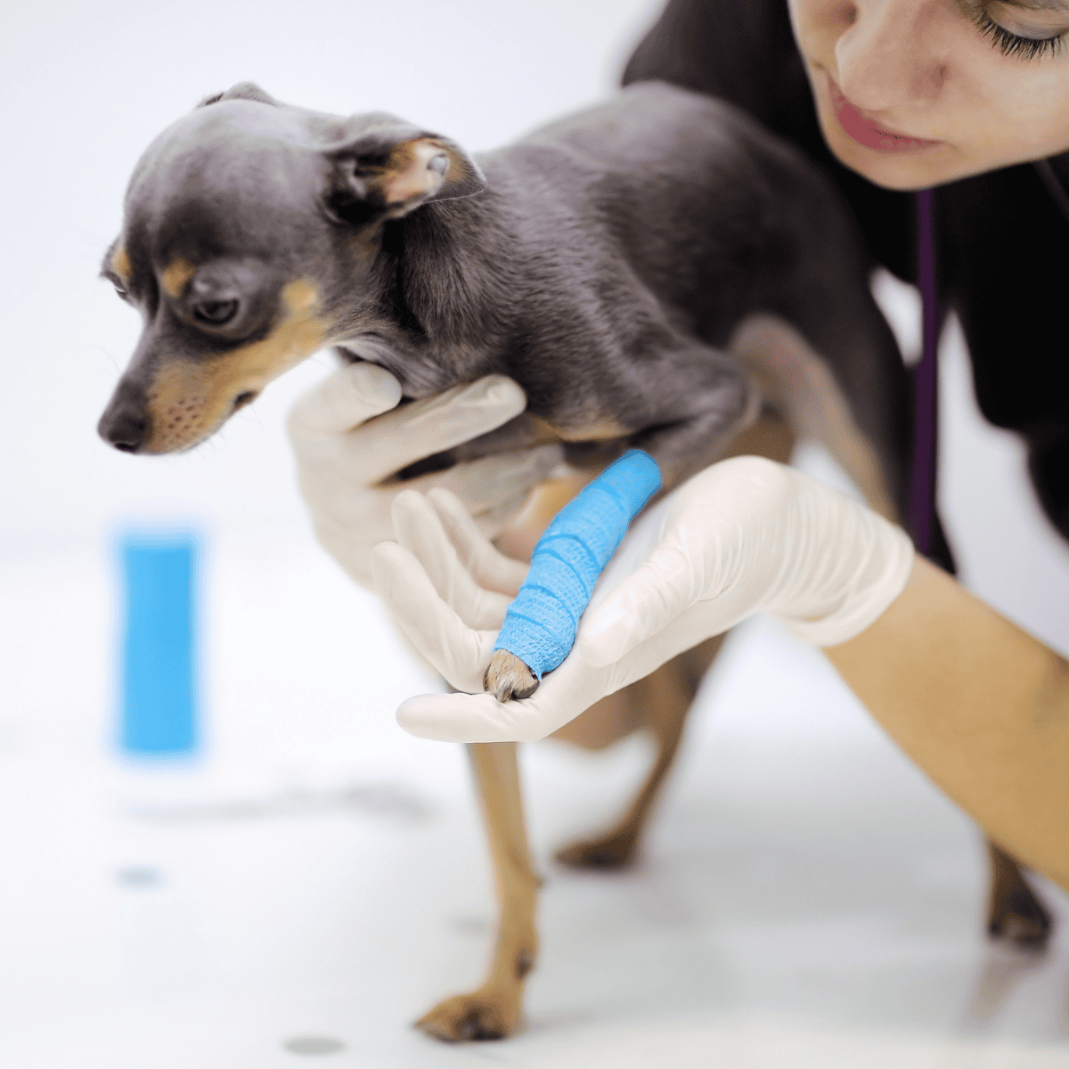 Close-up of a veterinarian examining a small dog with bandaged paw.