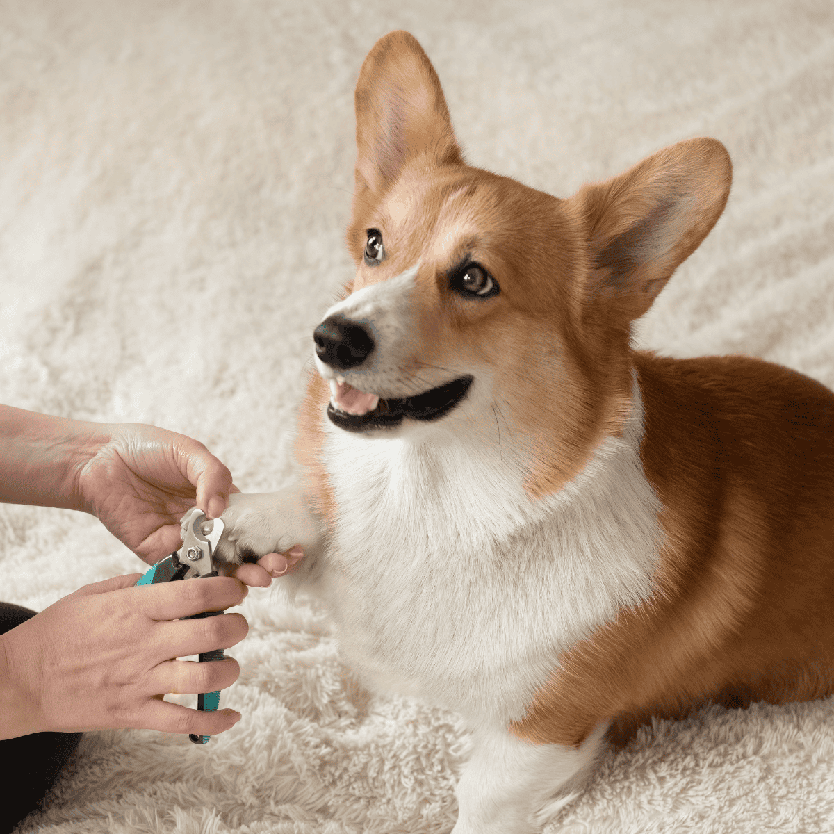 Dog grooming and medical care essentials for healthy dogs.