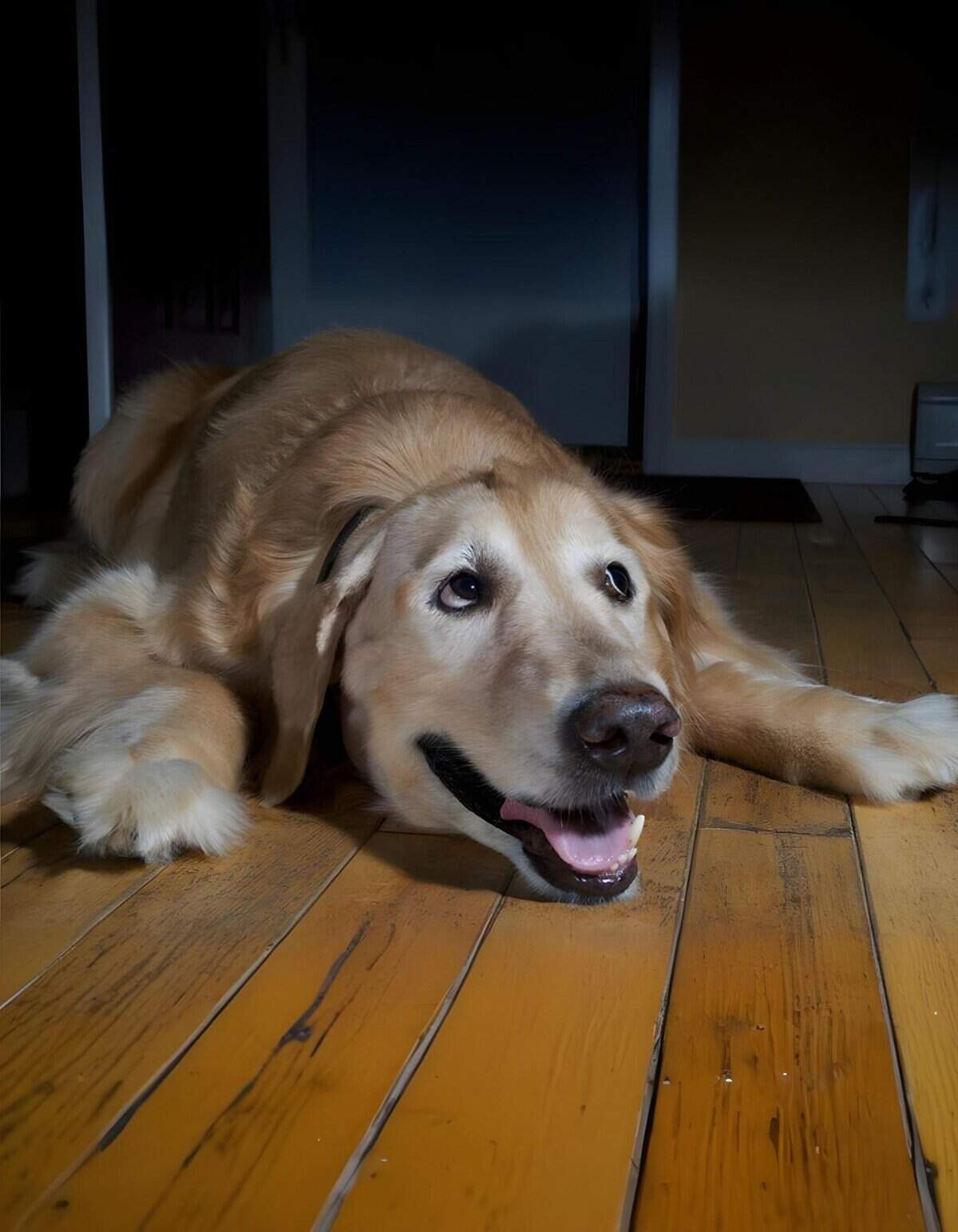 Dog lying on wooden floor, relaxed and happy, showcasing dog care and comfort at home.