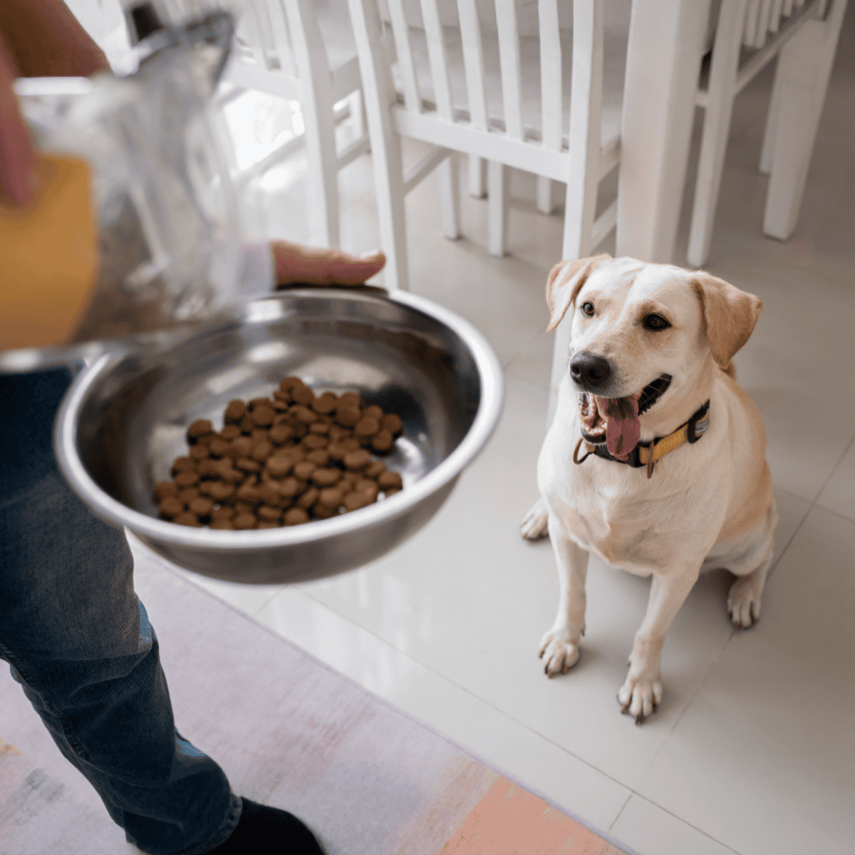 Dog eating healthy kibble from bowl, dog care, pet nutrition, dog food delivery service.