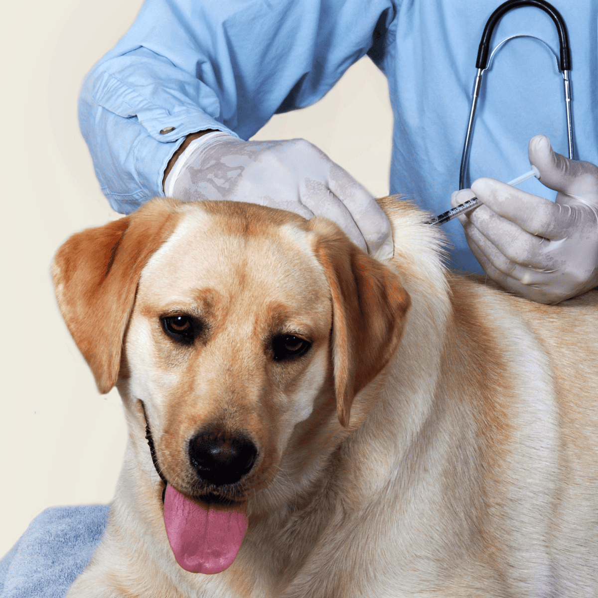Dog vaccination and veterinary care for healthy pets.