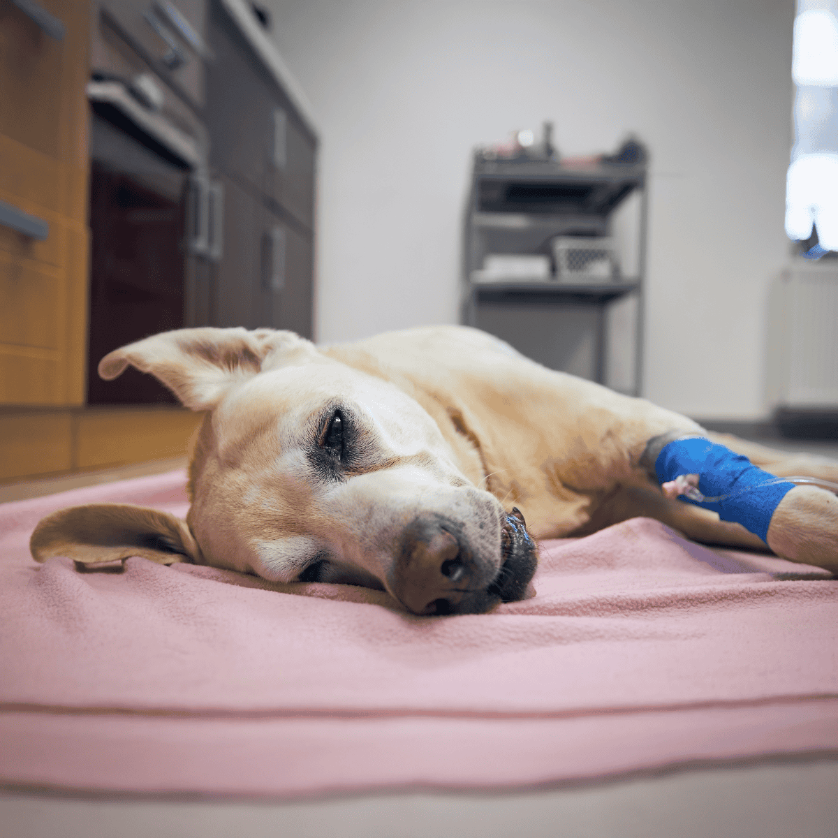 Dog with IV bandage resting indoors.