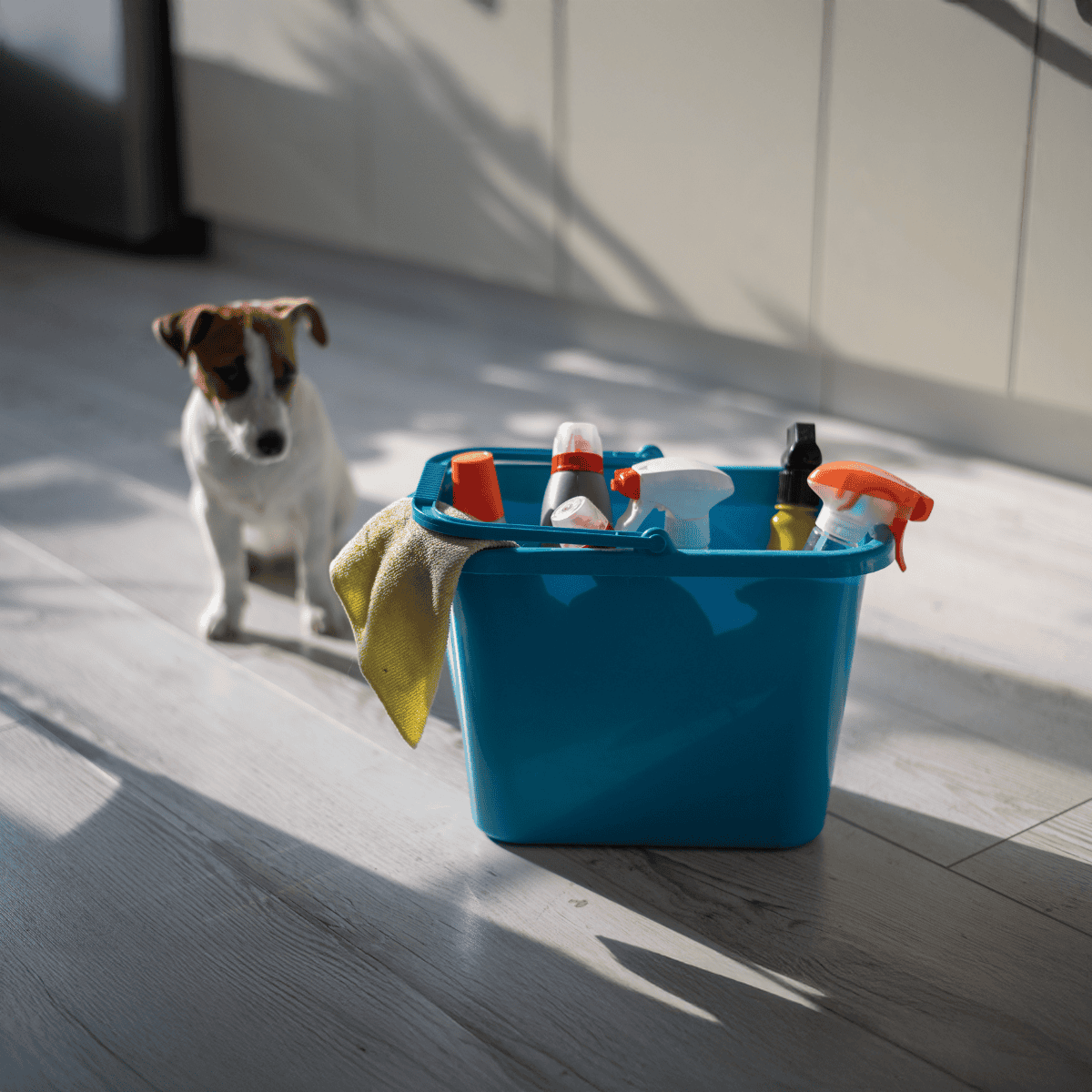 Dog grooming supplies, dog care products, pet grooming essentials, dog grooming tools, clean dog grooming station.