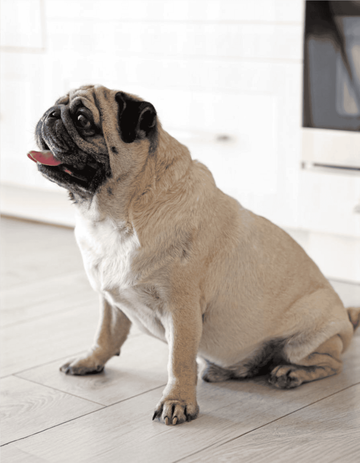 Adorable French Bulldog puppy sitting indoors, perfect for pet care and dog training tips.