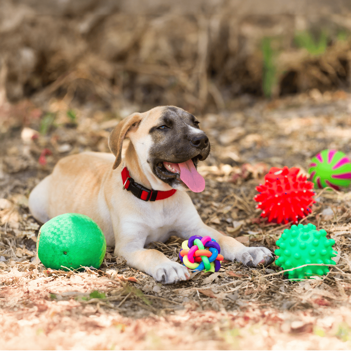 Dog playing with colorful rubber and plush toys outdoors, perfect for dog enrichment and fun.