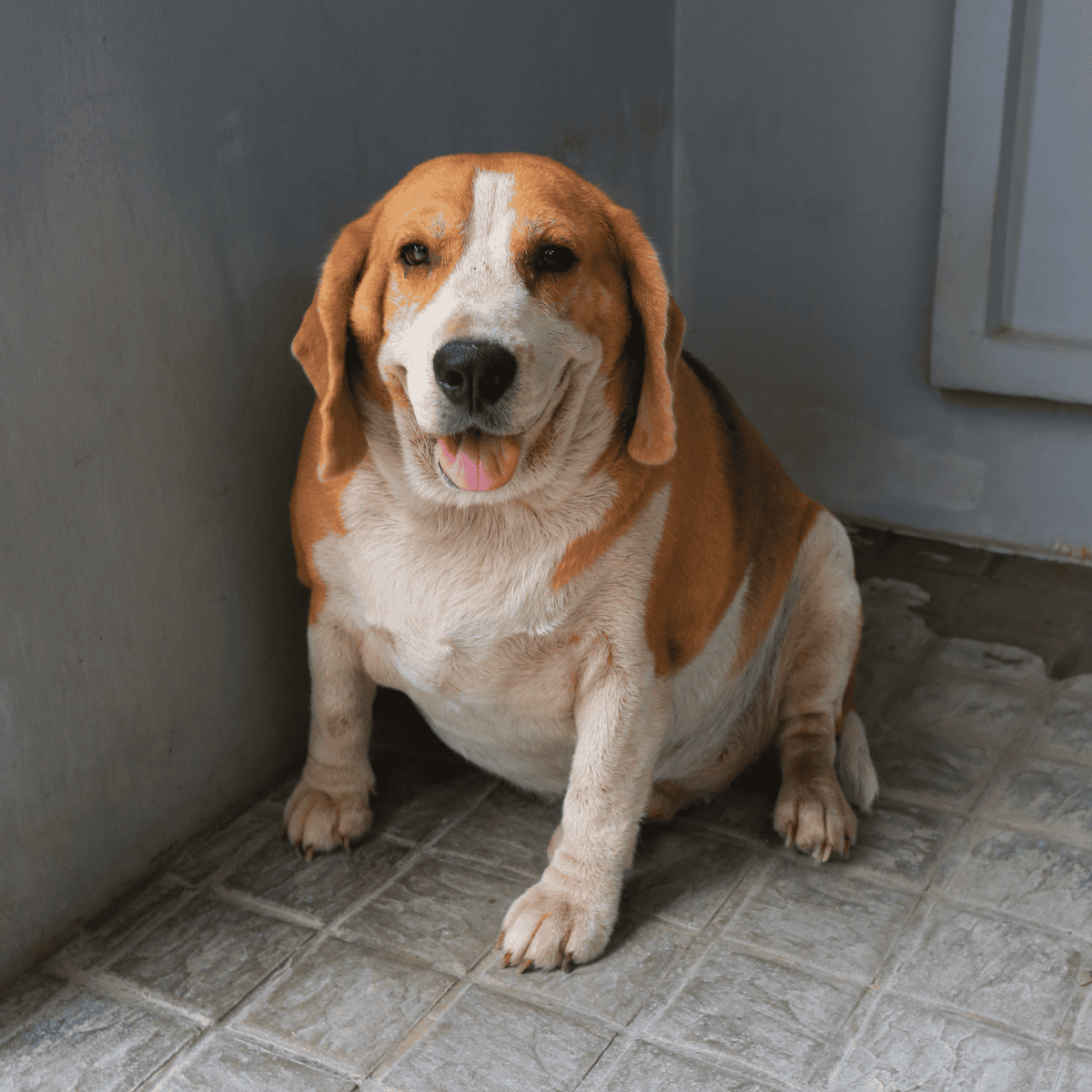 Adorable Beagle resting indoors on tiled flooring, showing friendly expression and playful personality.