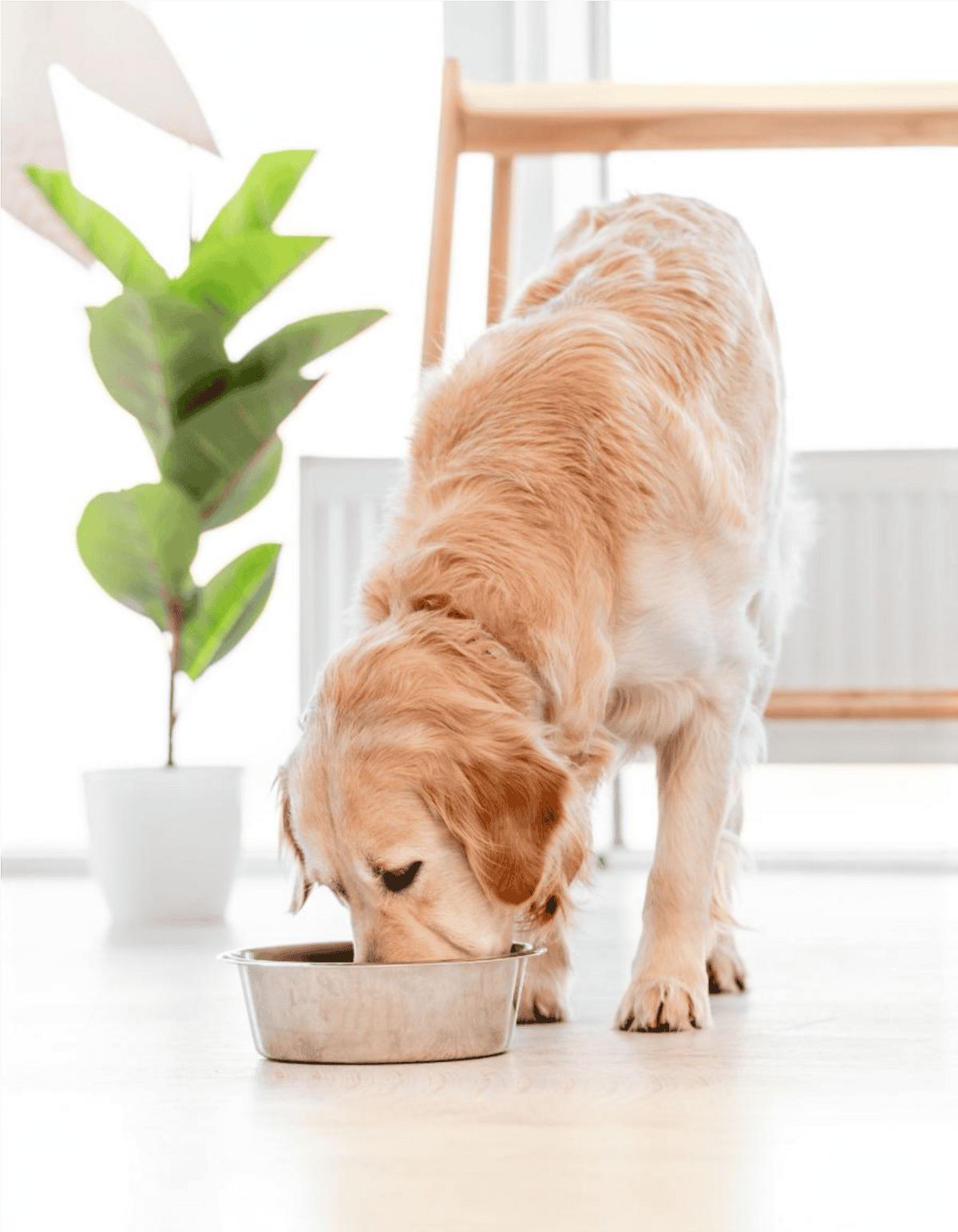 Golden retriever dog eating from a food bowl at home, dog nutrition, pet care.