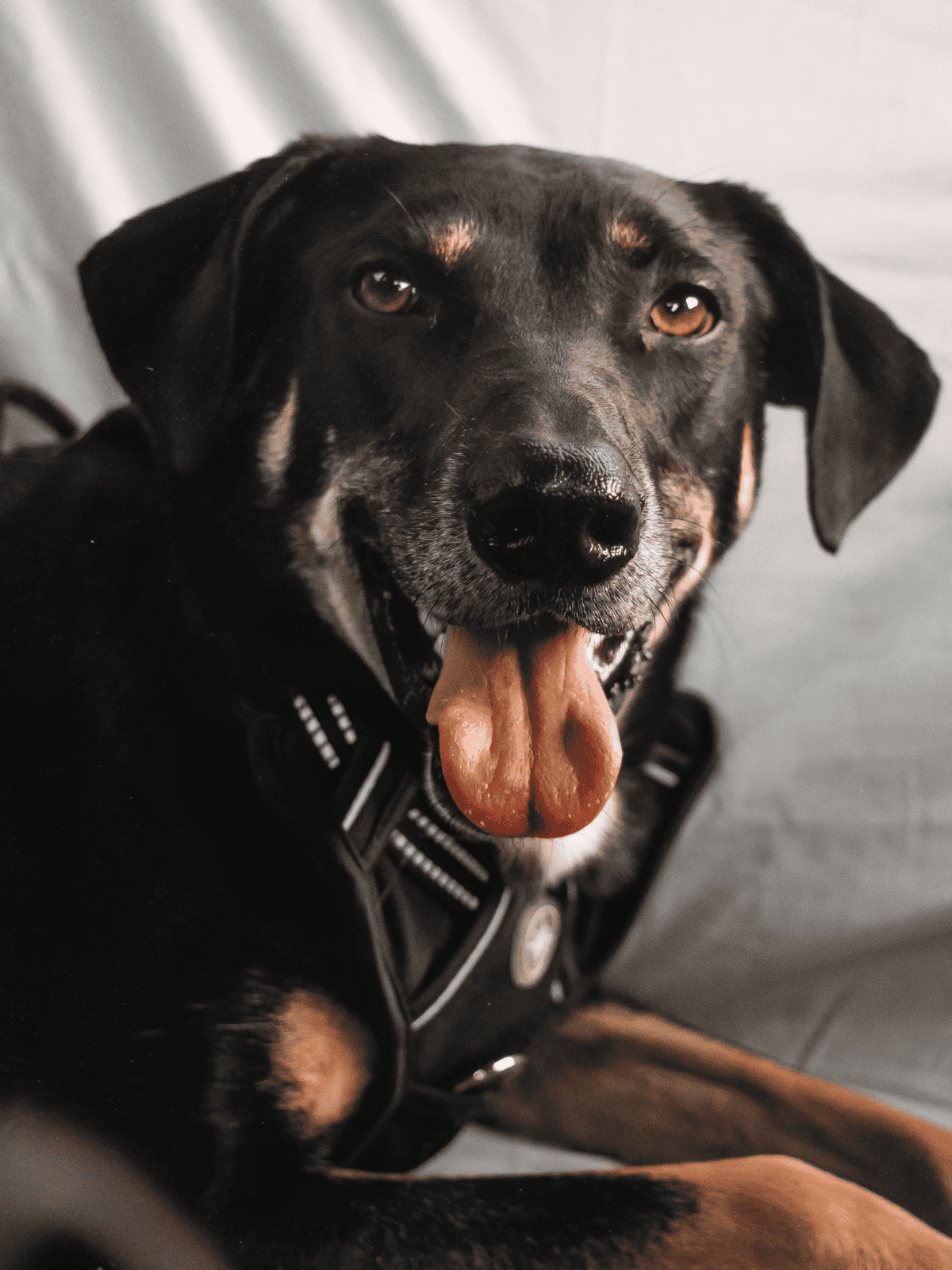 Adorable black and tan dog with happy expression, detailed fur, and bright eyes, sitting outdoors.
