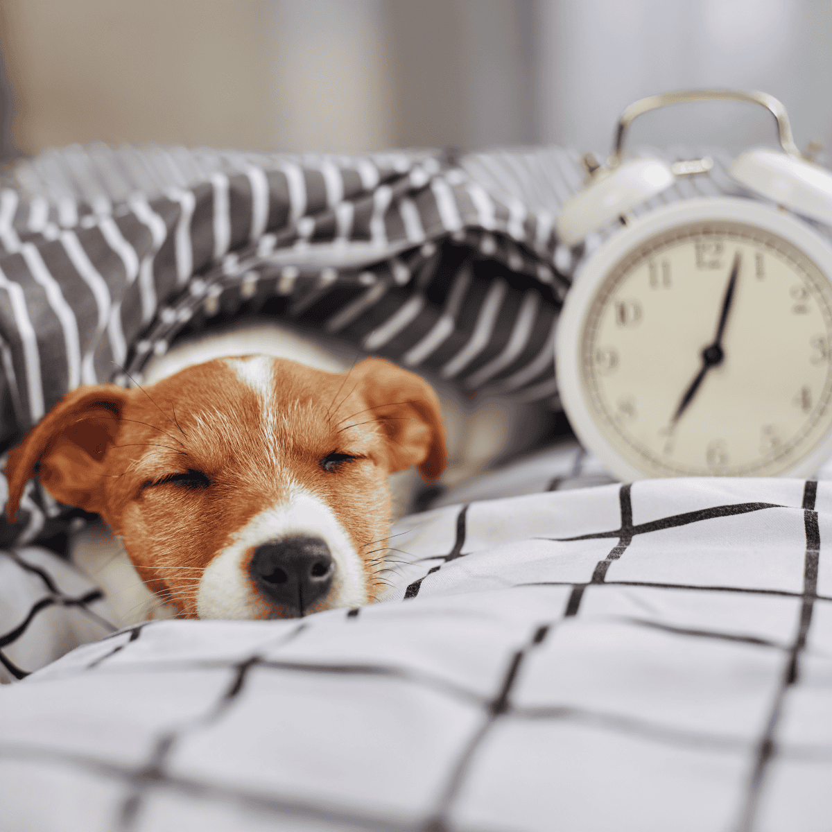 Sleepy dog resting on bed with alarm clock for pet sleep routine.