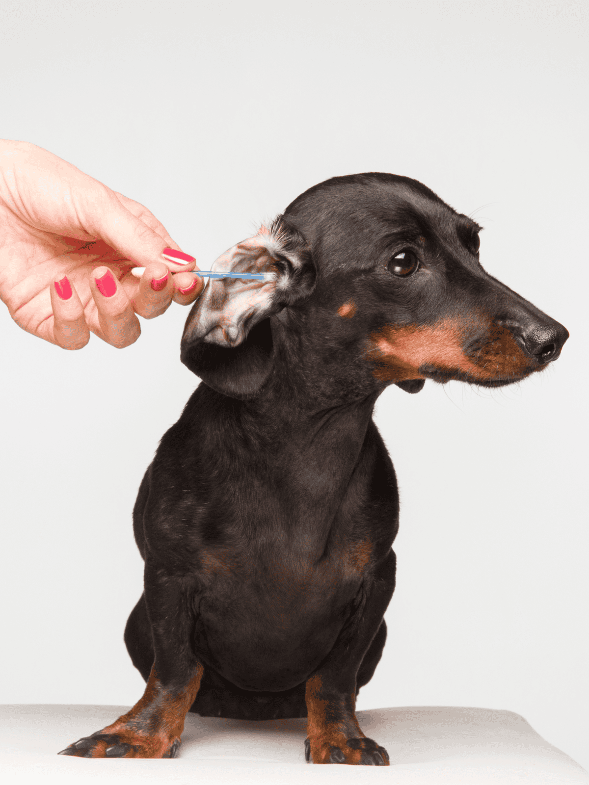 Alt text: Dappled dachshund getting ear examination or cleaning by vet or owner with a cotton swab.