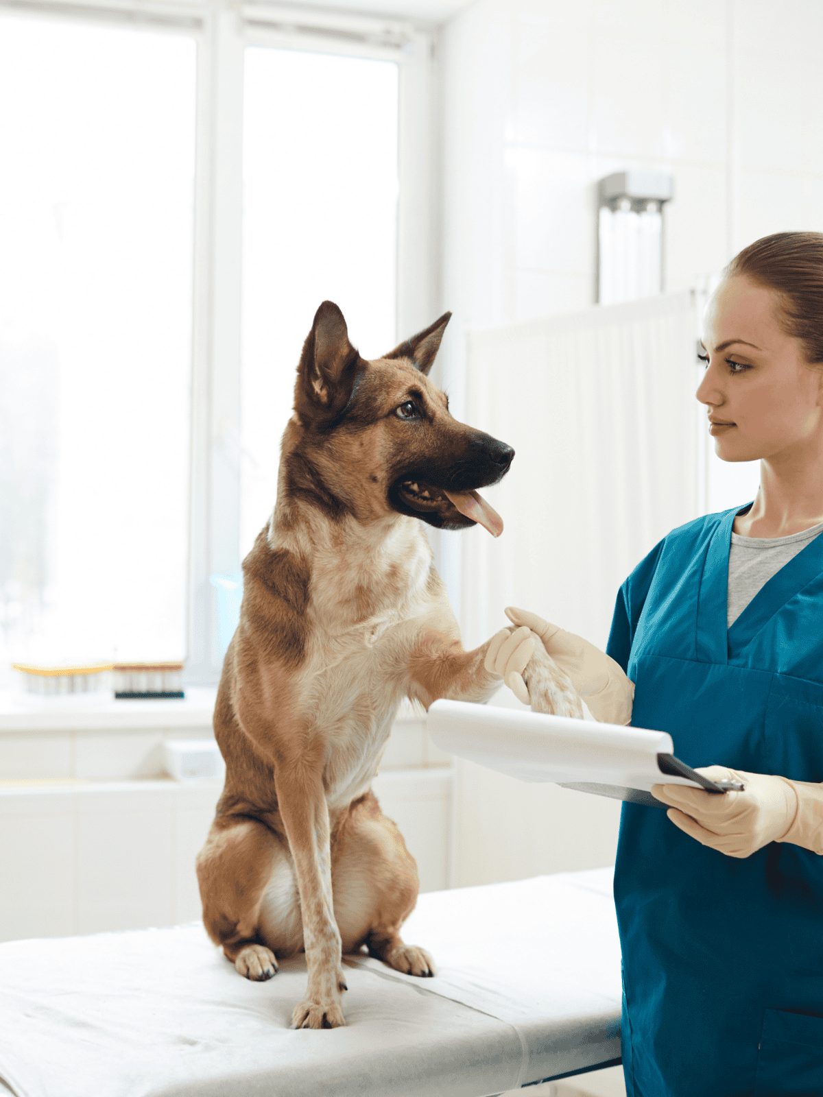 A veterinarian examining a happy dog on a veterinary table, ensuring pet health and wellness.