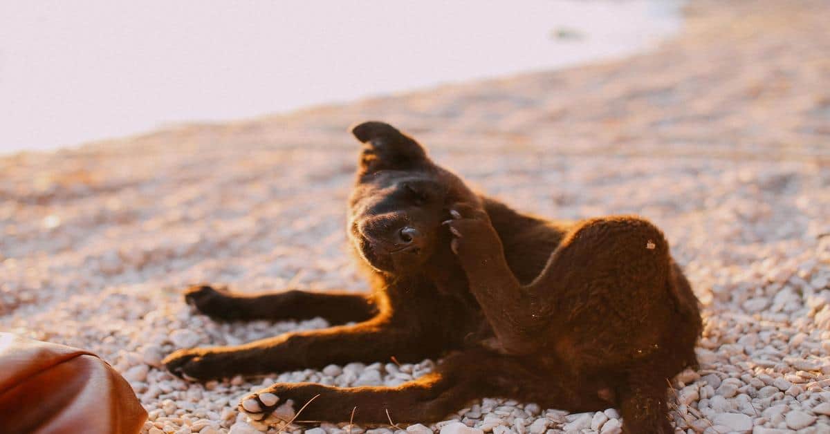 Adorable black puppy relaxing on rocky beach during sunset, showcasing playful and relaxed dog moments.