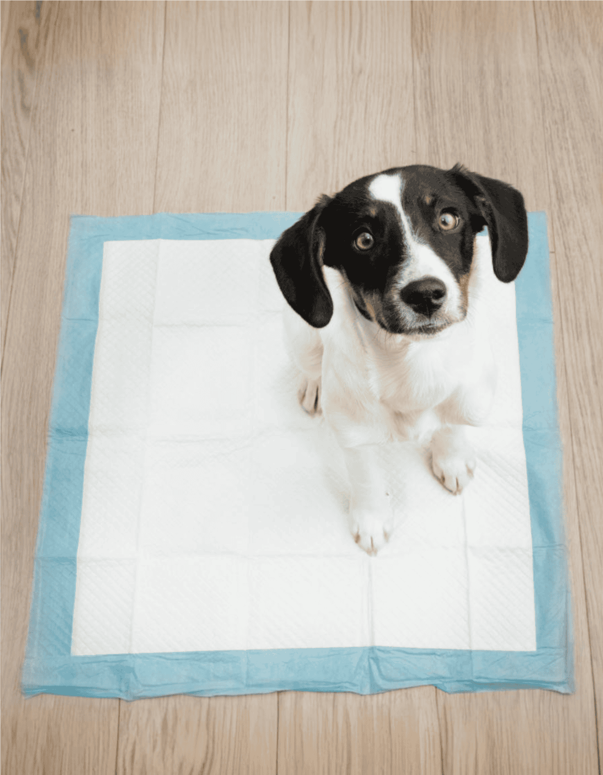 Clean puppy pad for pet training, indoor dog potty, easy-to-use puppy pad for housebreaking.