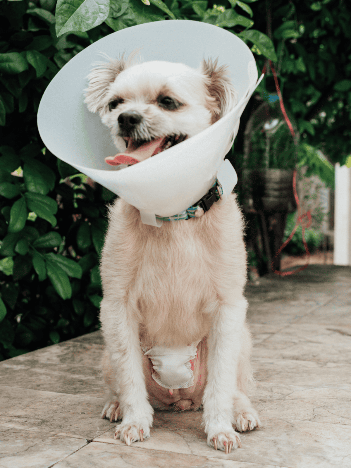Cute small dog wearing medical cone and diaper, outdoors with green foliage, recovering pet, dog health and wellness.