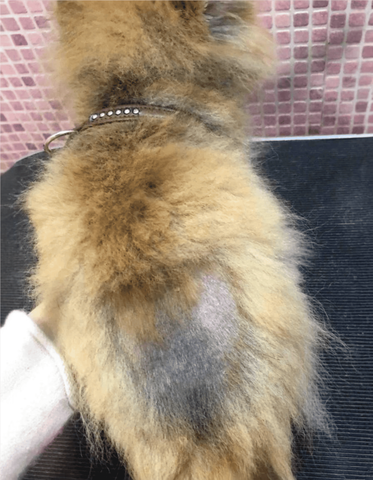 Close-up of a fluffy dog with a shiny collar, showing recent grooming at Dogfix.com.