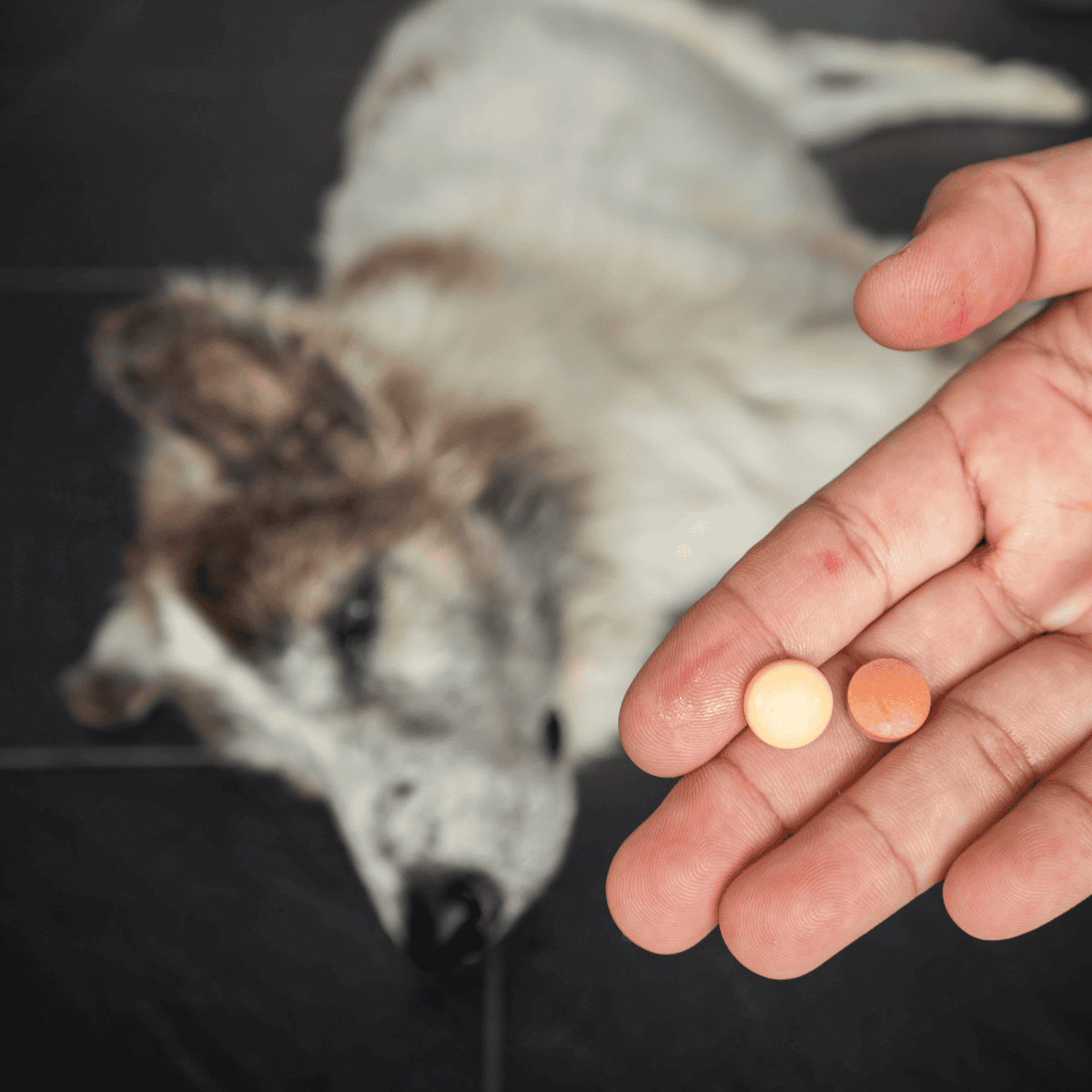 Close-up of person holding medication pills for a puppy.