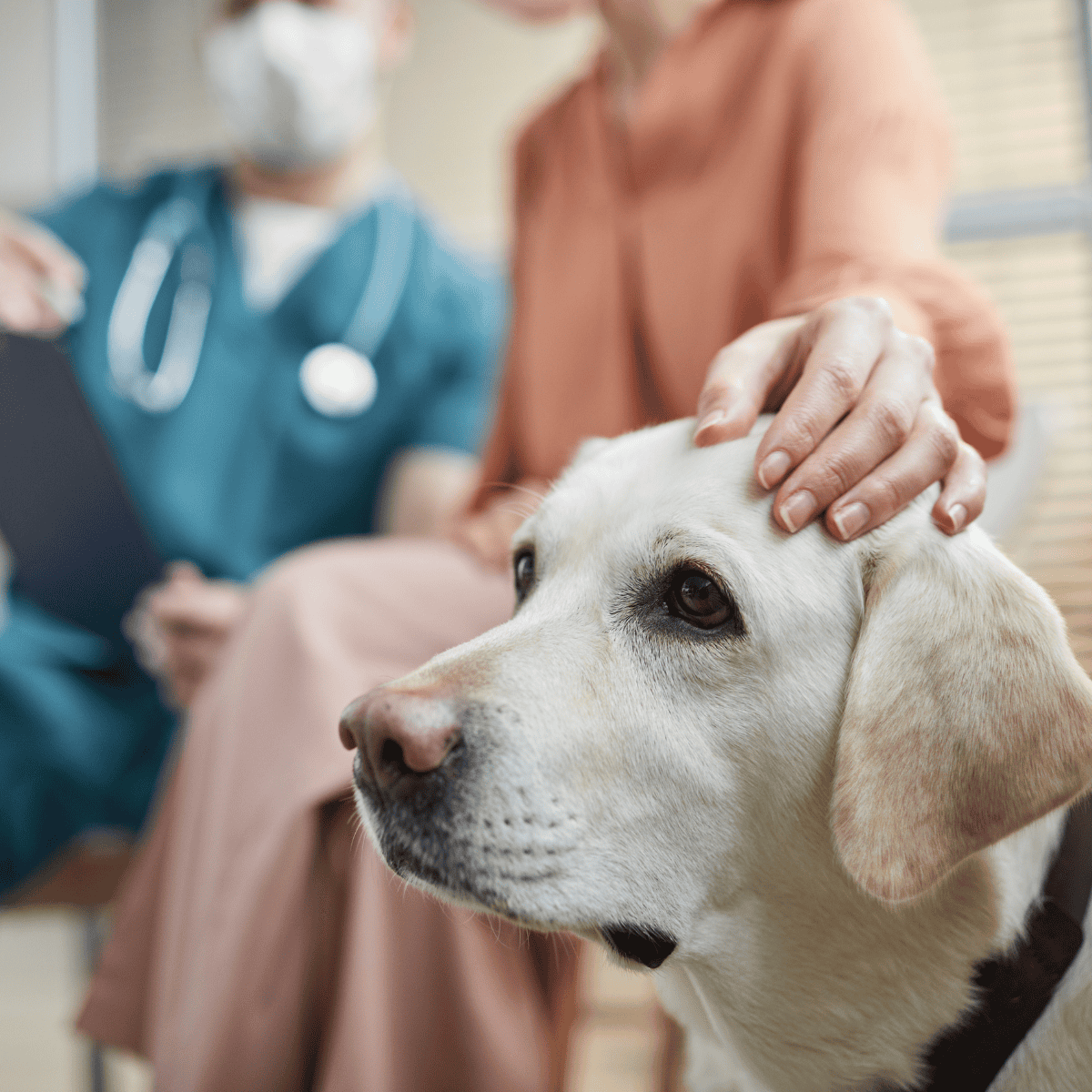 Friendly veterinary care for dogs and pets.