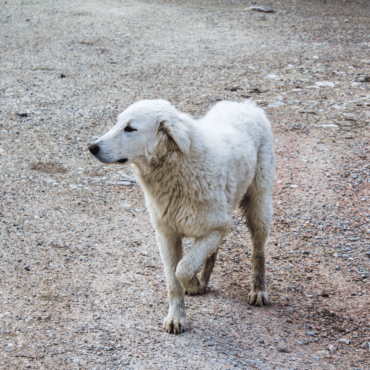 Adorable white puppy walking on gravel surface, perfect for dog lovers and pet photos.