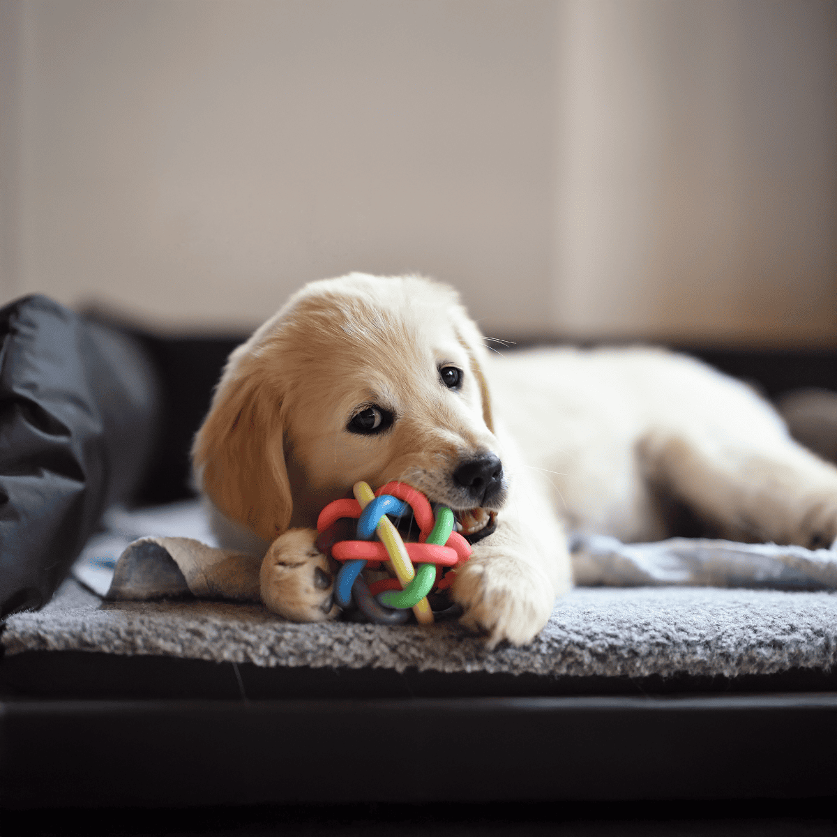 Adorable golden retriever puppy chewing colorful toy on soft bed, indoor setting, playful and cute dog pet.