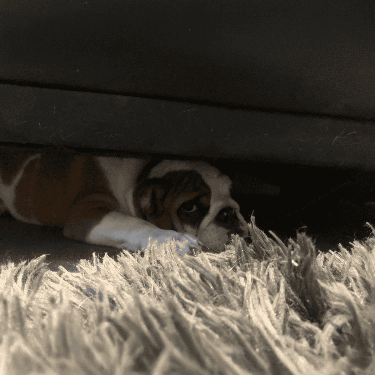 Cute bulldog puppy peeking out from under furniture, resting on fuzzy carpet.