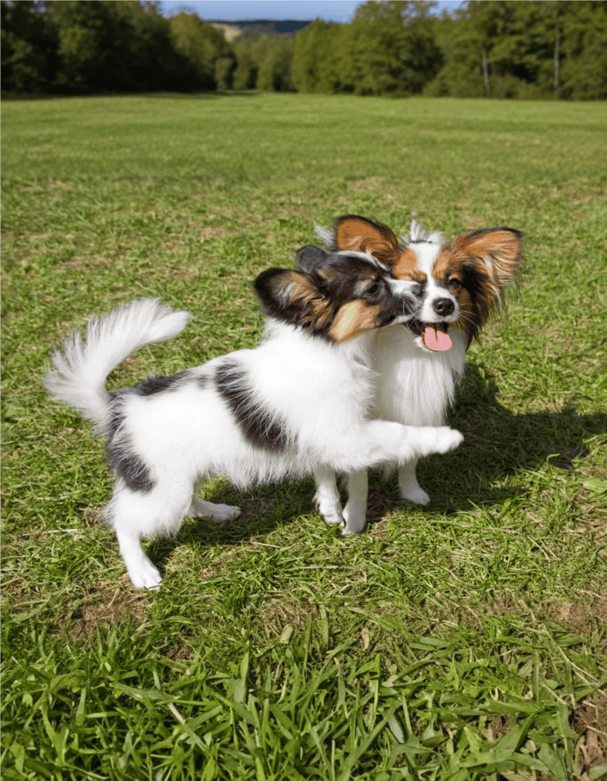 Adorable small dogs playing and cuddling outdoors in a lush green field, showcasing dog companionship and outdoor fun.